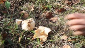 Белая волнушка - сестра Розовой волнушки.