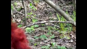 Где искать сморчковые шапочки? Советы Грибоведов.