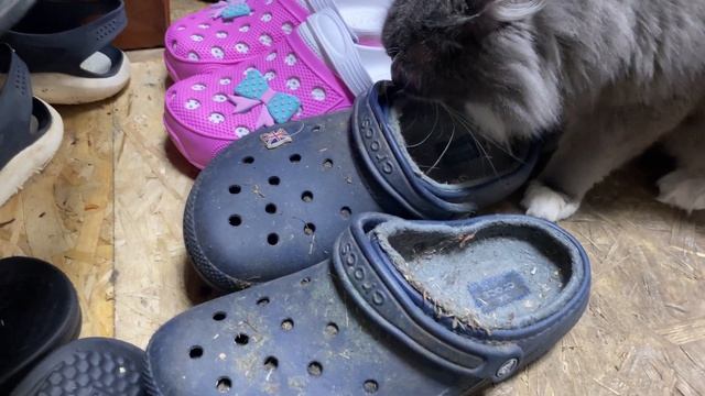 РАЗДАЛИ ВСЕХ КОТЯТ🔸МНОГОСТРАДАЛЬНЫЙ КОТ ПЕРСИК и другие истории😻КОТОЖИЗНЬ! смотреть онлайн