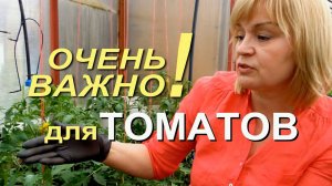 СДЕЛАЙТЕ ЭТО ОБЯЗАТЕЛЬНО ПРИ ФОРМИРОВКЕ ТОМАТОВ! Советы от ЗЕЛЕНОГО ОГОРОДА!