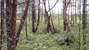 Почему морошка такая дорогая?  Дневник грибника 22 июля 2017 года.