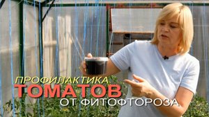 Как уберечь ТОМАТЫ от ФИТОФТОРЫ! Советы от ЗЕЛЕНОГО ОГОРОДА!