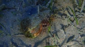 Краб с домиком.