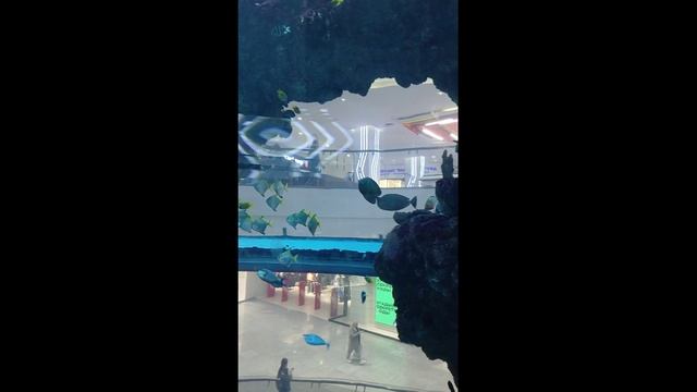 Аквариум в ТЦ Океания смотреть онлайн