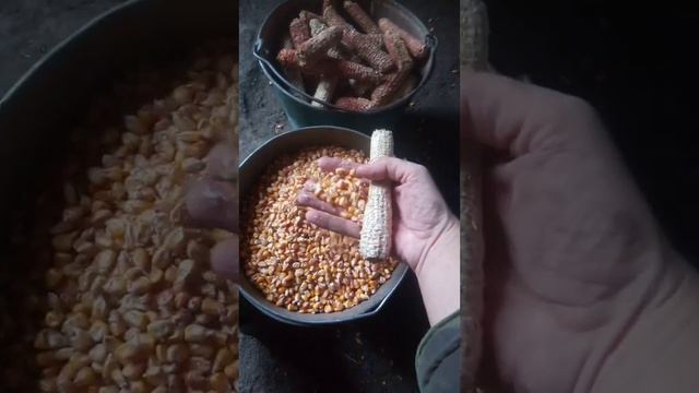 #деревня Кукуруза юмор