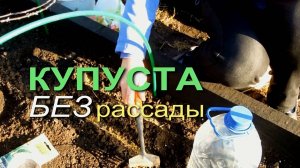 Выращивание КАПУСТЫ БЕЗ Рассады! НАДЕЖНЫЙ и ПРОВЕРЕННЫЙ СПОСОБ! Советы от ЗЕЛЕНОГО ОГОРОДА!
