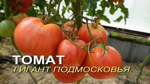 Томат ГИГАНТ ПОДМОСКОВЬЯ. Обзор сортов ТОМАТОВ!