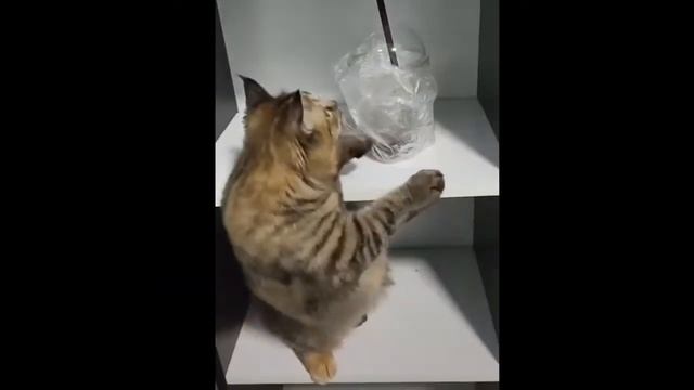 KOTOBYAKA. Юморные коты. Пушистое настроение #1