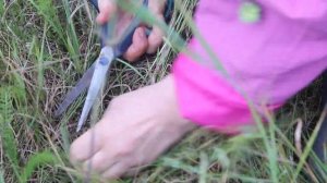 За грибами в поле. Опёнок луговой. Часть 2