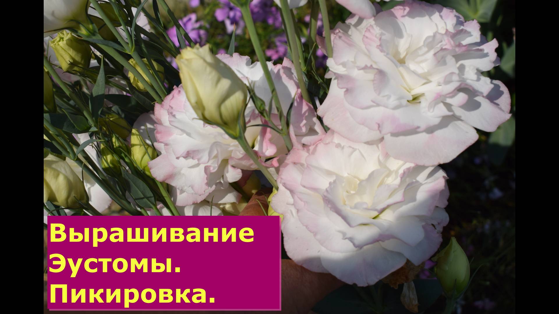 Выращивание Эустомы Пикировка #цветы #рассада #полезные советы #пикировка #эустома