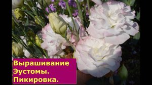 Выращивание Эустомы Пикировка