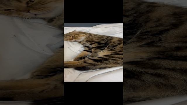 Шотландская вислоухая кошка 🐱😺