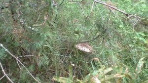 Грибы вокруг дома. Дневник 5 - 10 сентября 2017 года.