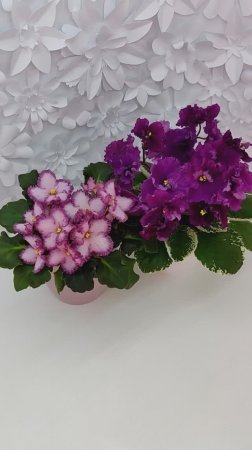 Фиалки БР-Купец и ЛЕ-Адреналин