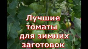 Томат Сладкий бочонок вкусный и ароматный Идеально подходит для зимних заготовок