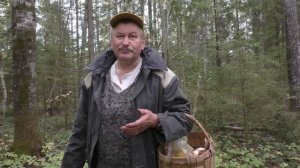 В заветном с детства лесу. Дневник грибника 31 августа 2019 года!