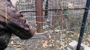 Обрезка взрослых кустов винограда для плодоношения в следующем году.
