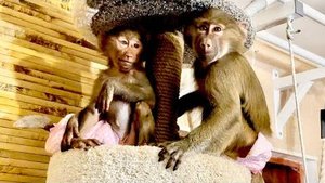 Вы только послушайте, как мило стали разговаривать Степа и малышка Тося, у них явно симпатия.