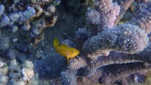 Цитрусовый гобиодон, он же бычок желтый. Gobiodon citrinus Lemon Coral Goby.