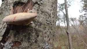 Лес уходит в зиму. Дневник грибника 20 октября 2018 года.