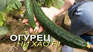 Огурец НИ ХАО F1! Обзор сортов ОГУРЦОВ!