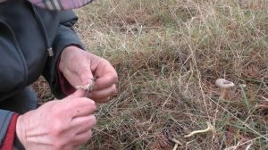 Съедобный Гигрофор поздний -  Hygrophorus hypothejus.