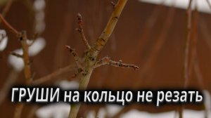 Как оказалось груши прекрасно закладывают плодовую древесину на всех побегах, но не все