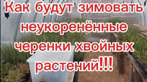 🌲Как будут зимовать мои не укоренённые черенки хвойных растений часть укоренённых 🌲