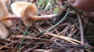 СМЕРТЕЛЬНЫЙ двойник Опёнка летнего - Галерина окаймлённая - Galerina marginata