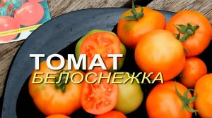 БЕЛОСНЕЖКА! ОБЗОР СОРТОВ ТОМАТОВ! Советы от ЗЕЛЕНОГО ОГОРОДА!
