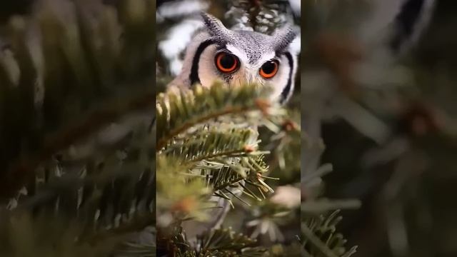 Мастера маскировки: Совы 🦉