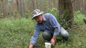 Бабочки, лисички, земляника. Дневник грибника 24 июля 2018 года