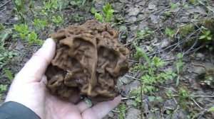 Поиск неуловимого... сморчка. Дневник грибника 3 июня 2017 года.