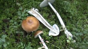 Родственник мухомора - Поплавок жёлто-коричневый.