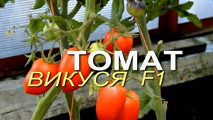 ВИКУСЯ F1! ОБЗОР СОРТОВ ТОМАТОВ! Советы от ЗЕЛЕНОГО ОГОРОДА!