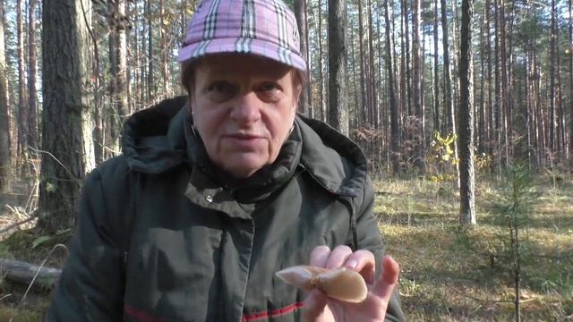 Съедобная Рядовка фиалковая - Lepista irina
