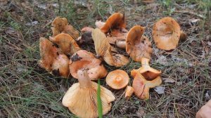 Рыжик сосновый. В лесу и на столе.