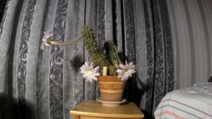 Кактус эхинопсис острогранный. Как расцветает кактус, видео в режиме таймлапс
