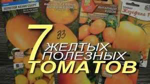 ЖЕЛТЫЕ сорта ТОМАТОВ - самые полезные! Советы от ЗЕЛЕНОГО ОГОРОДА!