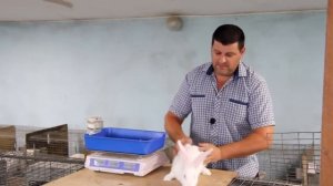 ВЫБОР САМКИ КРОЛИКА НА ПЛЕМЯ! (видео 12)