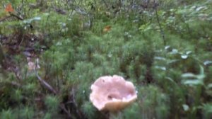 За грибами для засолки. "Дневник грибника" 2 сентября 2021 года.