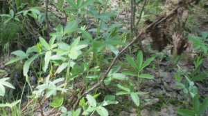 Легендарный сабельник.