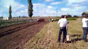 Пашут на быках на празднике Кружилинские толоки