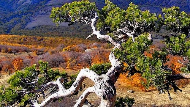 Крым осенью. Большой каньон Ай-Петринская яйла Ялта Алупка