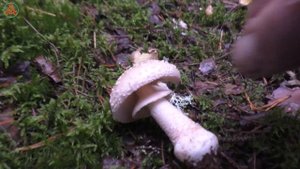 "Под дождём. Мокрые, но довольные!". Дневник грибника 3 сентября 2021 года.