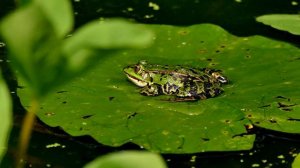 12036933_3840_2160_25fps