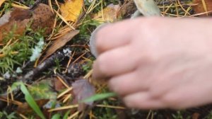 Страшная, но съедобная. Строфария сине-зелёная