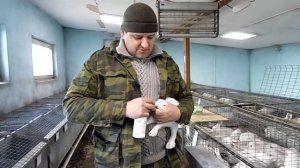 Вакцинация крольчат прививаю от вгбк-2 (видео 10)