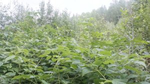 Где искать дикую малину. Малиновая страда.