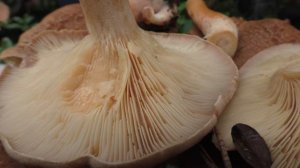 "Кожа сухая, а молока почти нет".  Млечник серо-розовый - Lactarius helvus